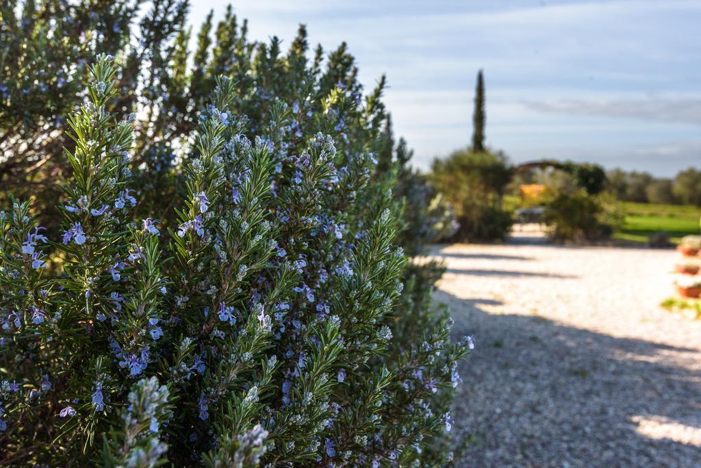 Agriturismo Il Macchione Pienza Dış mekan fotoğraf